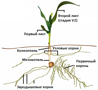 root